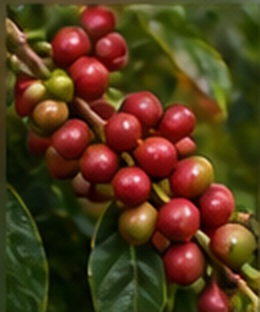 Ripe coffee cherries